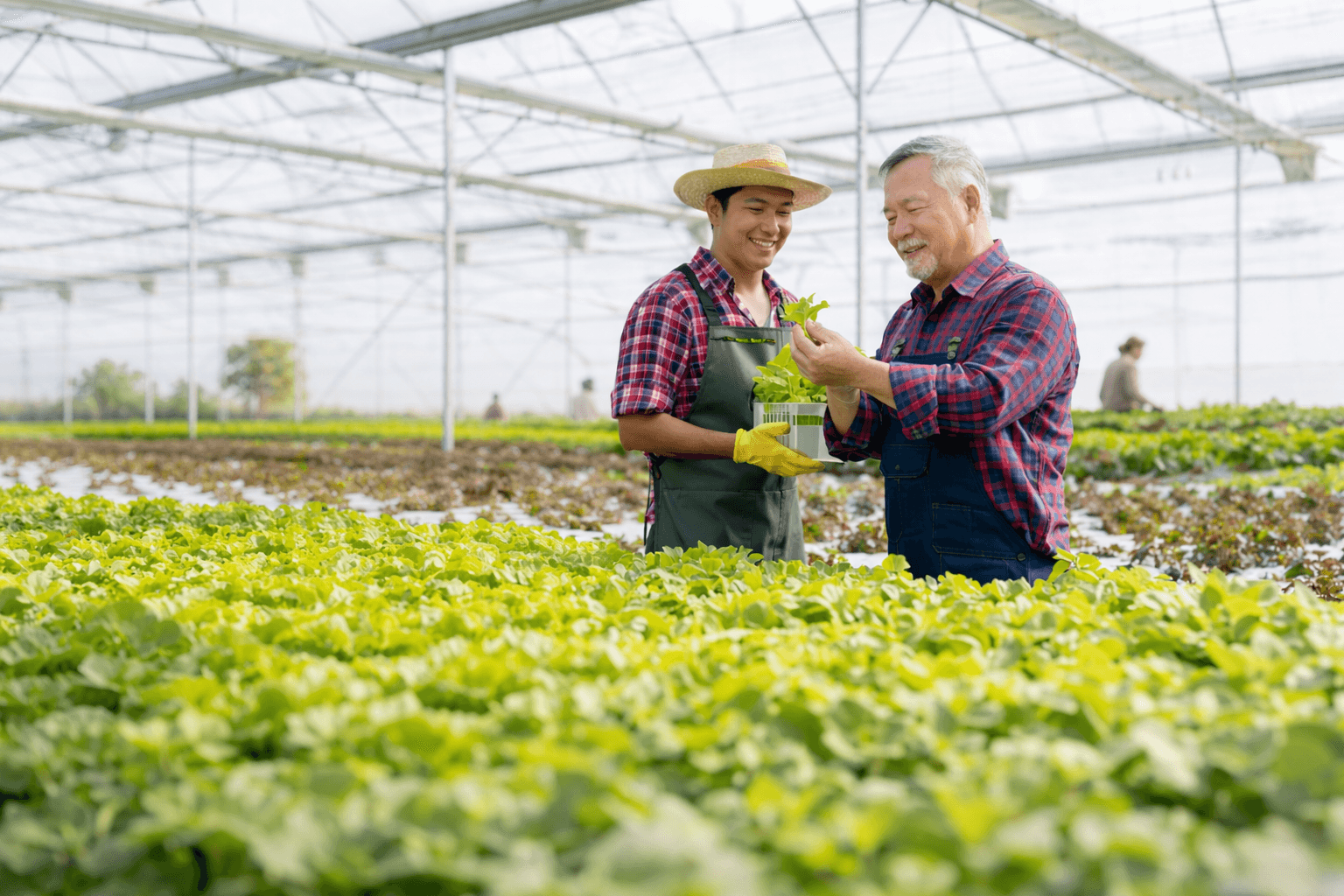 Productores revisando cultivos en un invernadero